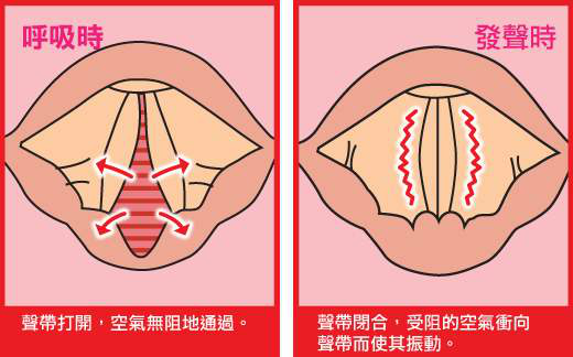 2020-08-31_【科普】聊聊你的声带_3.jpg